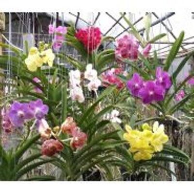 P02 – 5 Vandáceas Com Haste Floral Escolhidas Pelo Orquidário – R$ 81,00 / Planta