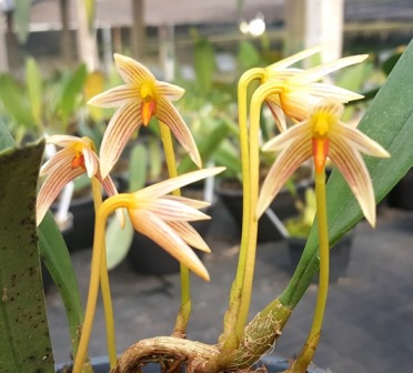 Bulbophyllum Affine