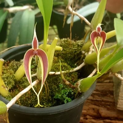 Bulbophyllum Blumei