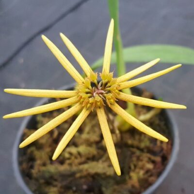 Bulbophyllum Brevibrachiatum