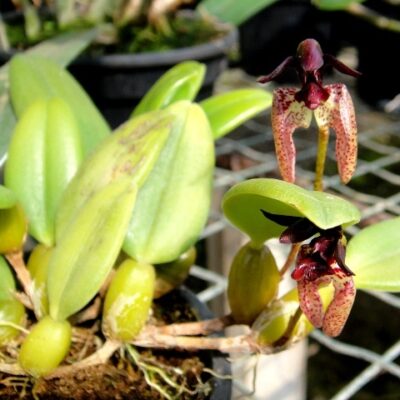 Bulbophyllum Breviscapum