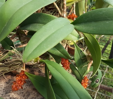 Bulbophyllum Careyanum