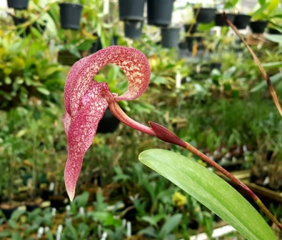 Bulbophyllum Cominsii