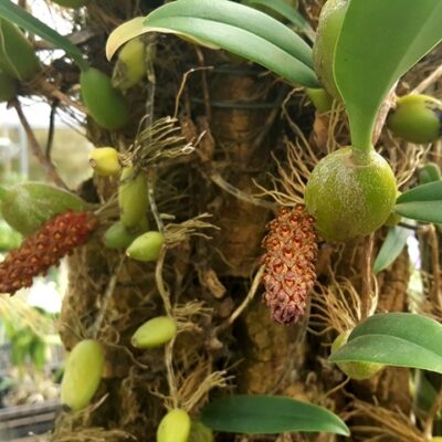 Bulbophyllum Crassipes