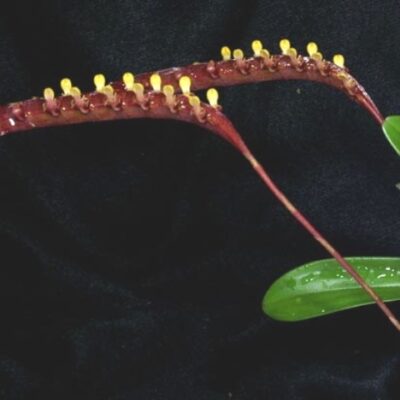 Bulbophyllum Falcatum