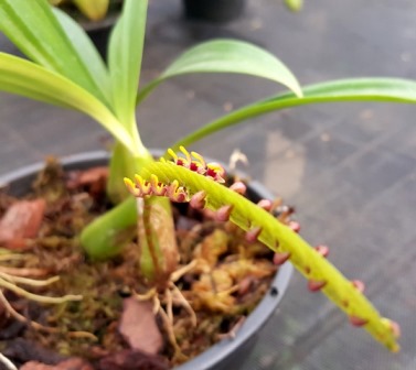 Bulbophyllum Falcatum Album