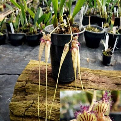 Bulbophyllum Fascination