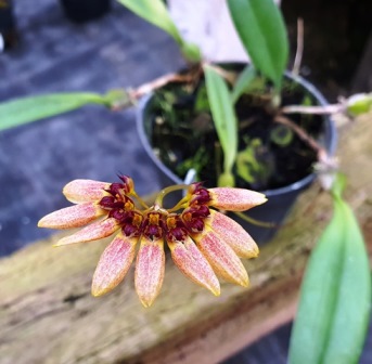 Bulbophyllum Flabellum-veneris