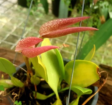 Bulbophyllum Fraudulentum