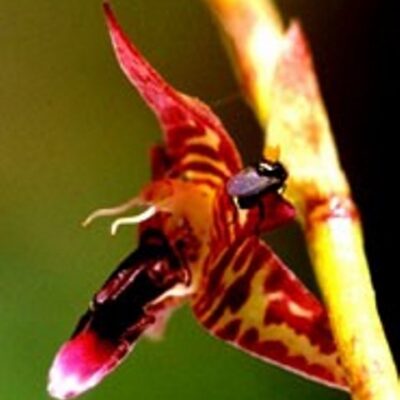 Bulbophyllum Involutum
