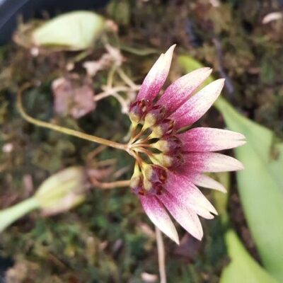 Bulbophyllum Lepidum