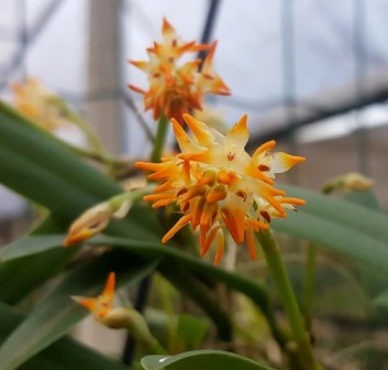 Bulbophyllum Odoratissimum