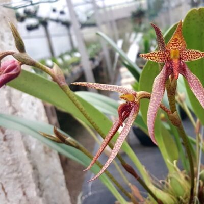 Bulbophyllum Papulosum