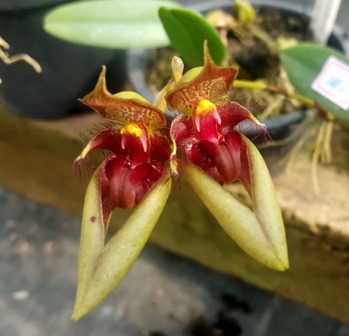 Bulbophyllum Pingtungensis