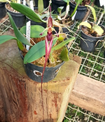 Bulbophyllum Putidum