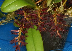Bulbophyllum Saltatorium
