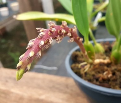 Bulbophyllum Saurocephalum