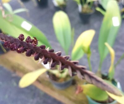 Bulbophyllum Scaberulum
