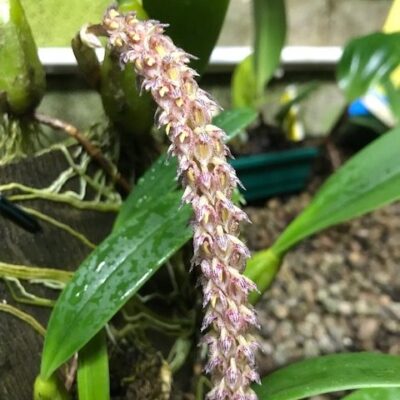Bulbophyllum Sicyobulbon