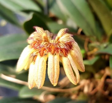 Bulbophyllum Sikkimense