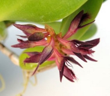 Bulbophyllum Tremulum