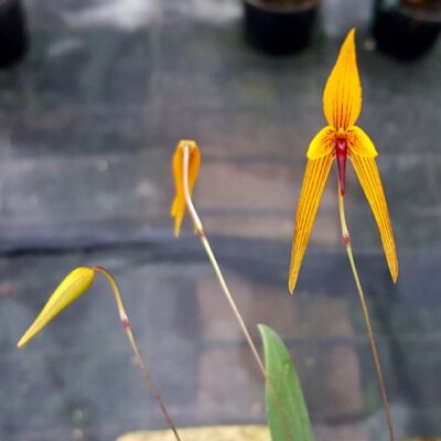 Bulbophyllum Williamsii
