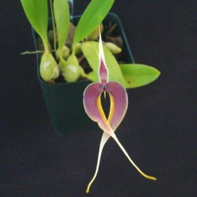 Bulbophyllum Masdevalliaceum