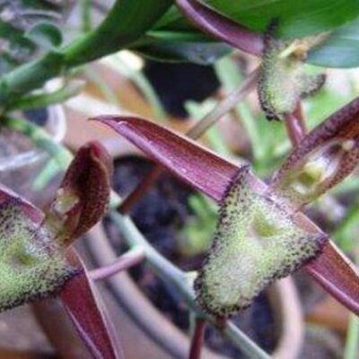 Catasetum Parguazense