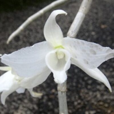 Dendrobium Anosmum Alba