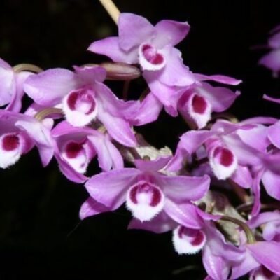 Dendrobium Parishii