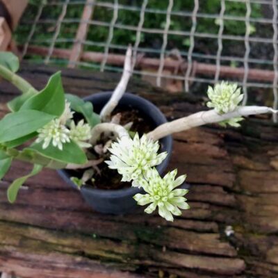 Dendrobium Purpureum Alba