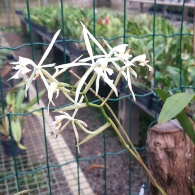 Epidendrum Viviparum