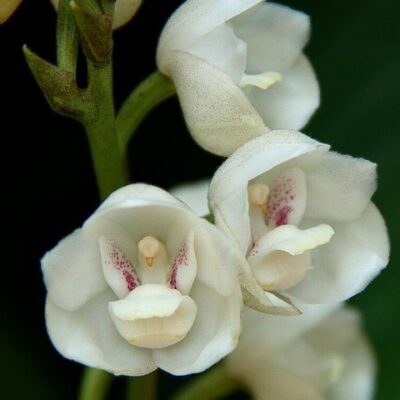 Orquídea Flor Do Divino Espírito Santo – Peristeria Elata