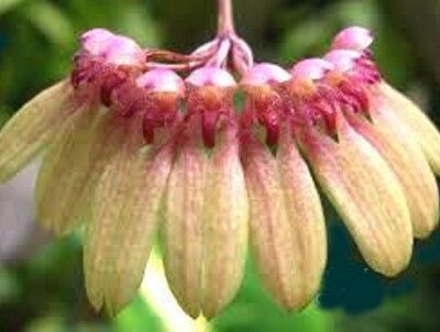 Bulbophyllum Baucoense