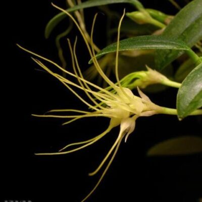 Bulbophyllum Caudatum