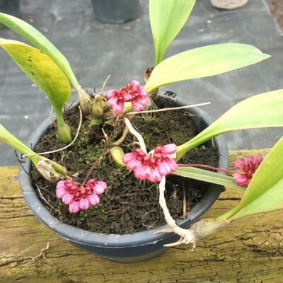 Bulbophyllum Corolliferum Atropurpureum
