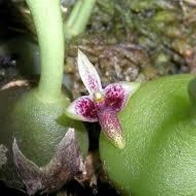 Bulbophyllum Immobile