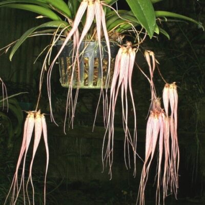 Bulbophyllum Longissimum