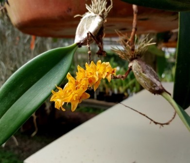 Bulbophyllum Rufinum