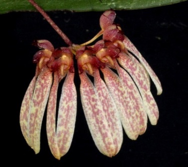 Bulbophyllum Strangularium