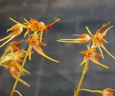 Bulbophyllum Taiwanense