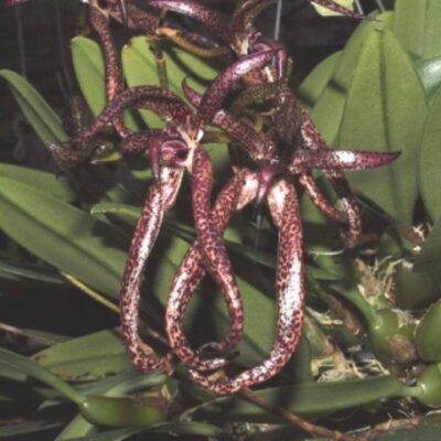 Bulbophyllum Meen Garuba