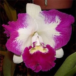 Blc. Remo Prado `Sabara´