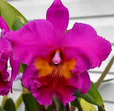 Blc. King Of Taiwan `Splendiferous´