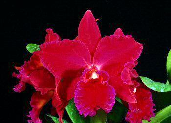 Slc. Vallezac `Evelyn´