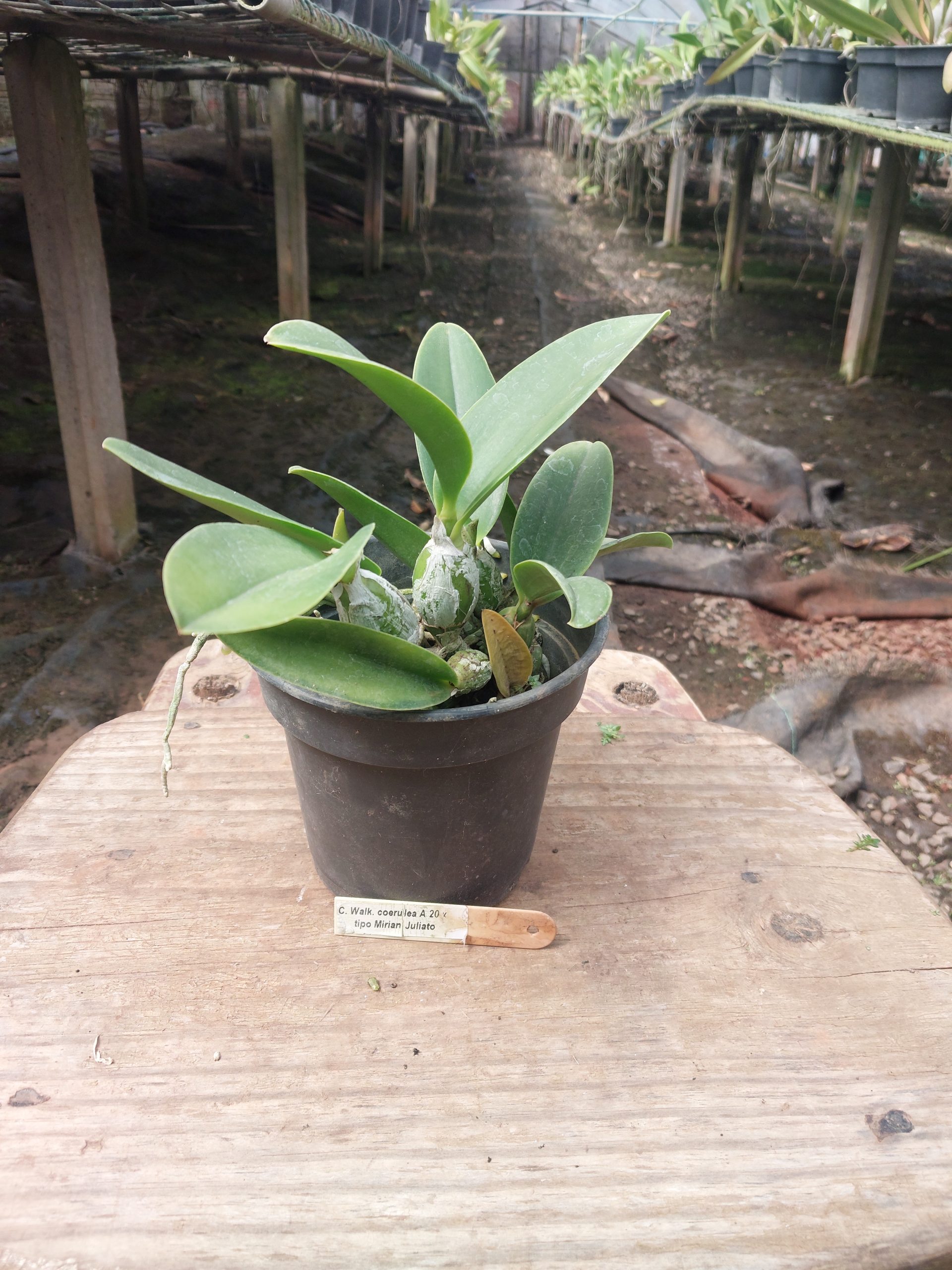 C.-walk.-coerulea-A20´-x-tipo-