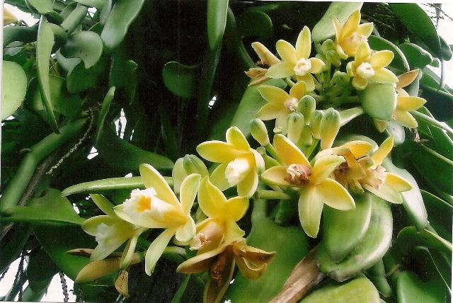 Vanilla planifolia - Orquidário Santa Bárbara