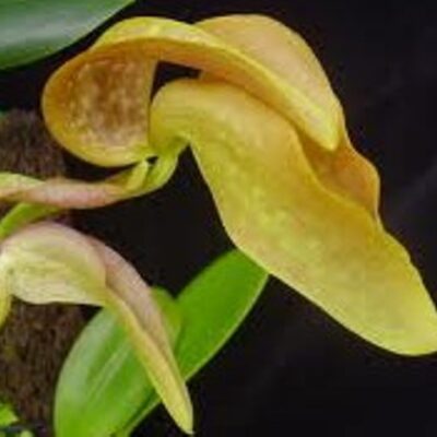 Bulbophyllum Grandiflorum