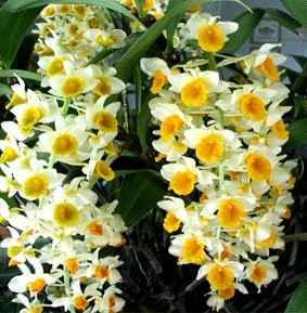 Dendrobium Thyrsiflorum