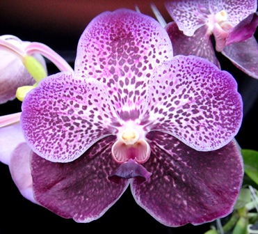 Vanda Robert´s Delight Alexander 4N